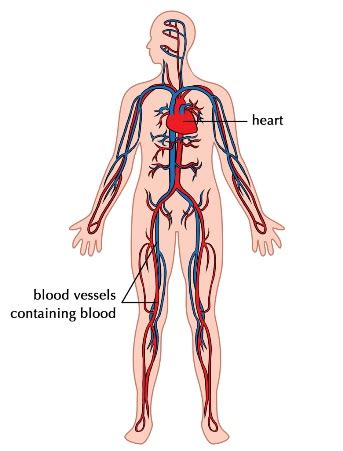 Circulatory System Diseases Lesson for Kids | Study.com