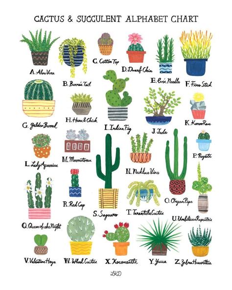 All Types Of Cactus With Names - img-berry