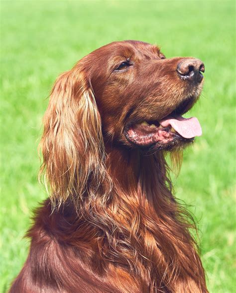 Hunting Dog Breeds - Find The Perfect Hunting Dog For Your Family