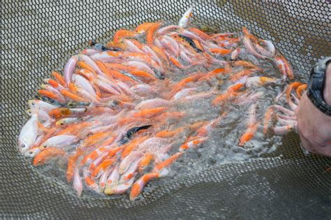 Koi Breeding - WoodsEdge Koi Farm