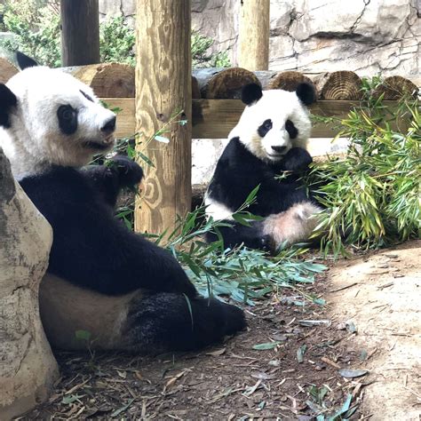 Panda Updates - Monday, October 14 - Zoo Atlanta