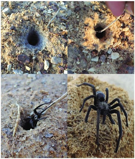 Presence of Sahastata spiders in burrows indicated by the spider ...