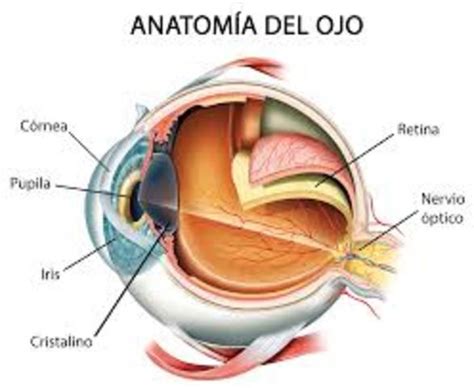 DESARROLLO EMBRIOLÓGICO DEL OJO HUMANO timeline | Timetoast timelines