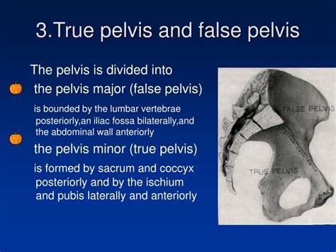 [DIAGRAM] Diagram Of True And False Pelvis - MYDIAGRAM.ONLINE