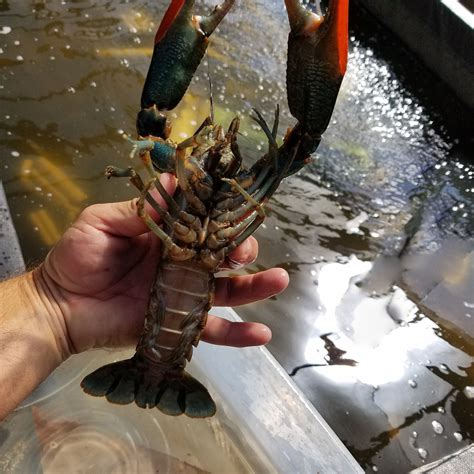 REDCLAW CRAYFISH – Live Aquaponics