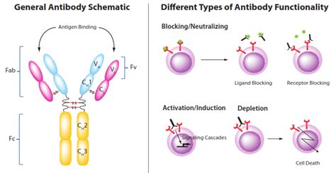 The rise of broadly neutralizing antibodies