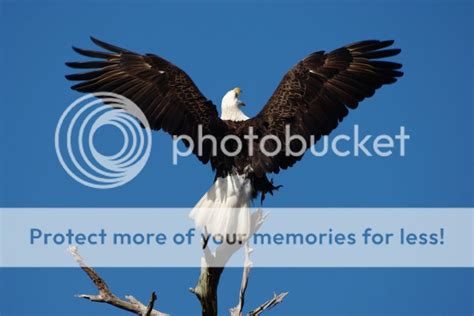 Eagle And Osprey Fight Photo by glowski | Photobucket