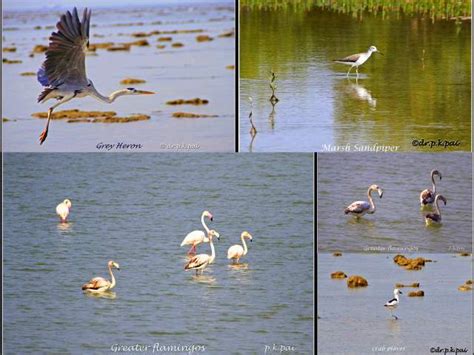 Stunning Marine National Park At Narara, Jamnagar - Inditales