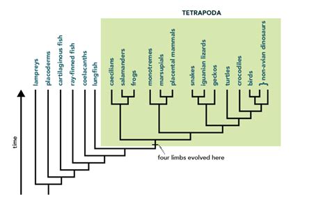 A Horizontal Branch in an Evolutionary Tree Indicates