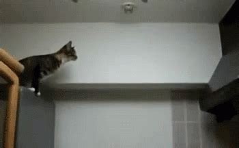 Fail Cat GIF - Fail Cat Jump - Discover & Share GIFs