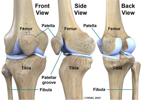 Diagram Of Knee