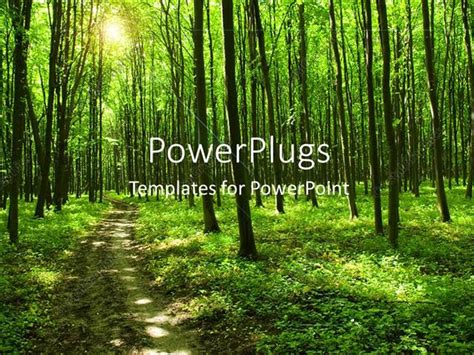 PowerPoint Template: path in green forest with huge trees and sunlight (14952)