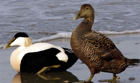 DOWN! | Waterfowl, Eider, Pet birds