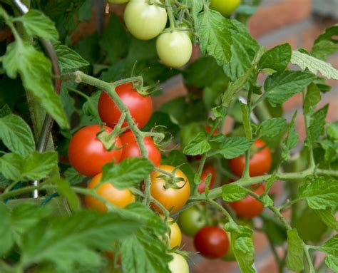 Tomaten kweken: Van zaadje tot tomaat | Kweekspecialist