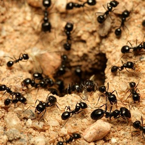 Ants – Signs, Symptoms and Prevention