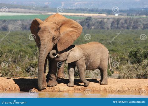 Elephant Mother and Baby stock photo. Image of tusk, baby - 6156228