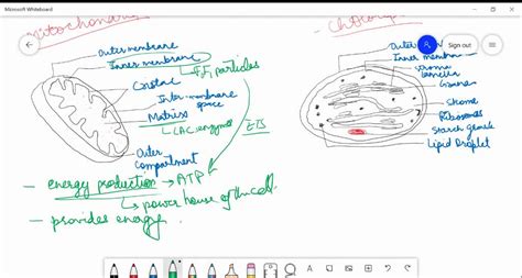 SOLVED:Name two cell-organelles that are double membrane bound. What ...