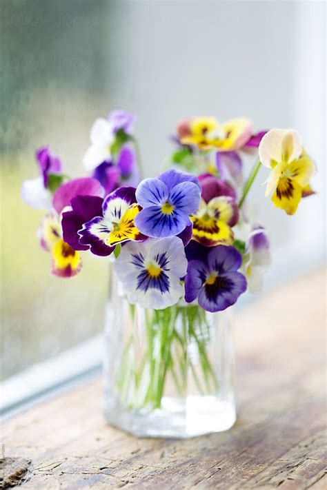 "Vase Of Pansies On A Window Sill" by Stocksy Contributor "Ruth Black" | Pansies flowers ...