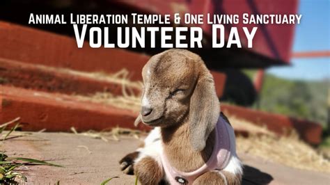 Animal Sanctuary Volunteer Day : Indybay