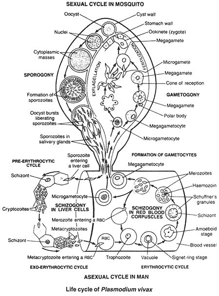 Life Cycle of Plasmodium vivax (Malarial Parasite) - Reference Notes