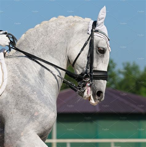 Equestrian sport dressage featuring active, color, and competition ...