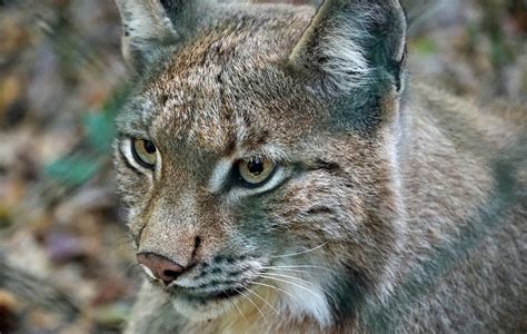 Wallpaper : lynx, predator, wild cat 5321x3376 - goodfon - 1190014 - HD ...