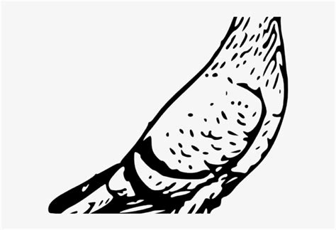 Pigeon Black And White Clipart