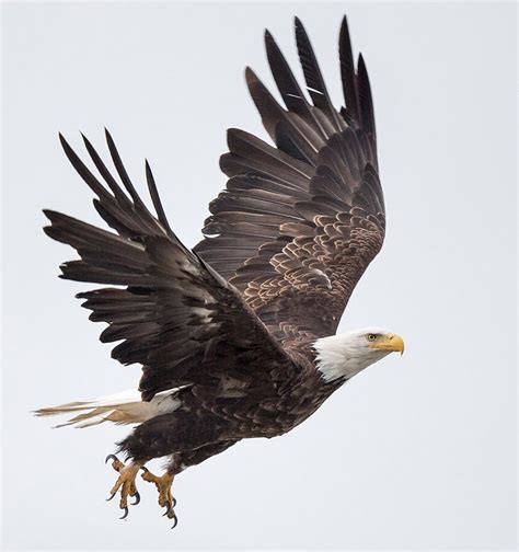 Photography by Tim Rucci: Alaska: Bald Eagle in Flight