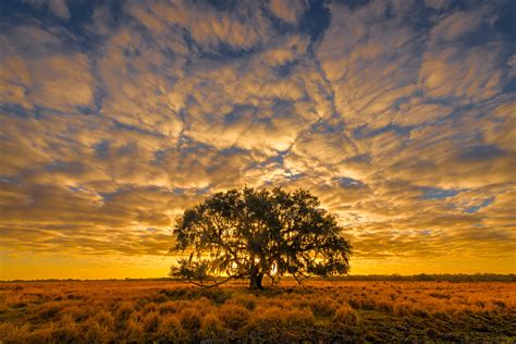 Lone Oak Tree Orange Sunrise Central Florida Fine Art Print | Photos by ...