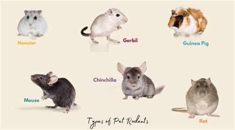 8 Types of Pet Rodents (That Will Melt Your Heart) - The Hamny