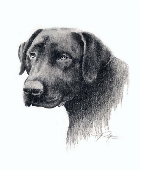 BLACK LAB Drawing Labrador Dog Art Print by Artist DJ Rogers | Etsy