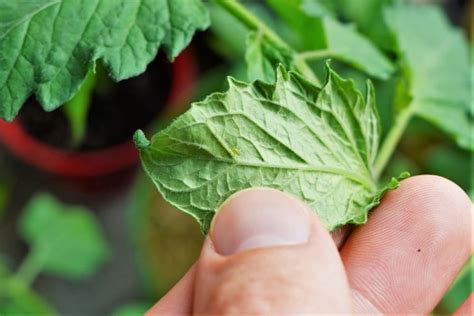 How To Get Rid of Aphids On Tomato Plants Fast - Tomato Geek