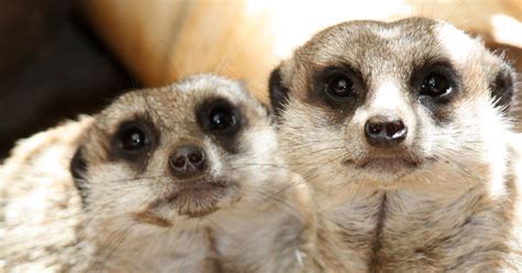 Meerkat | Taronga Conservation Society Australia