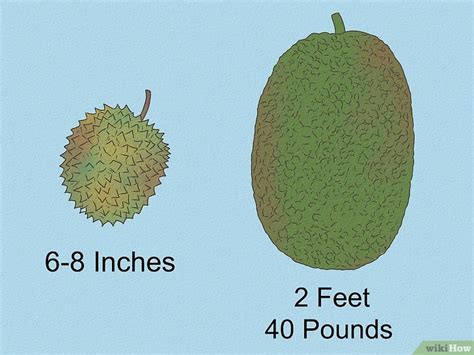 Durian vs. Jackfruit: How Are They Different?