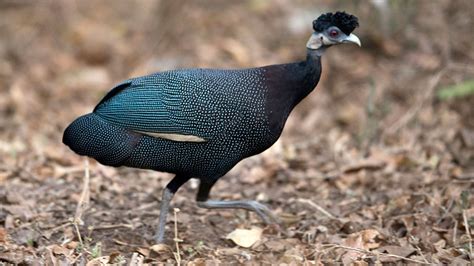 Zambia 2015 - Crested Guinea Fowl