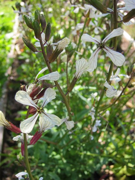 Saving Arugula Seeds - A Visual Guide - School Garden Weekly