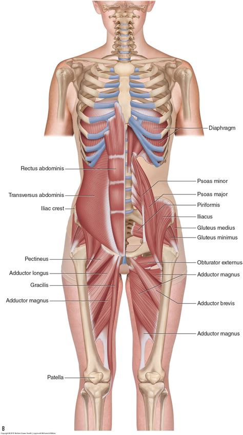 What is an adductor strain and what are its causes?