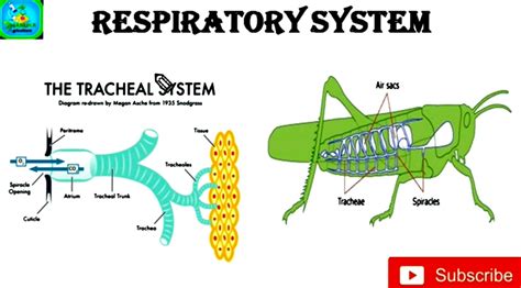 Trachea In Insects