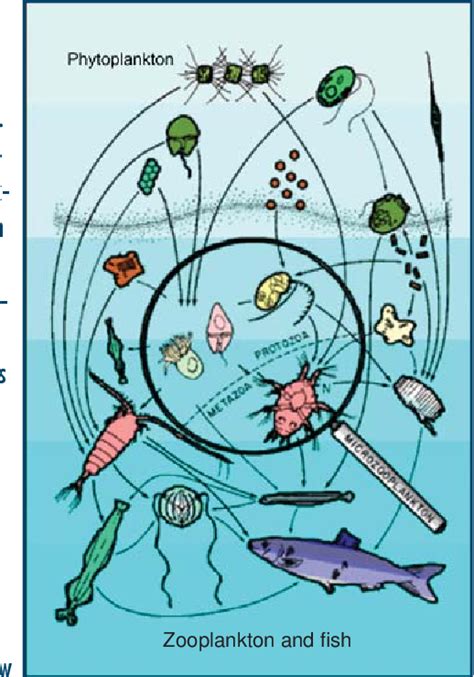 Zooplankton Food Chain