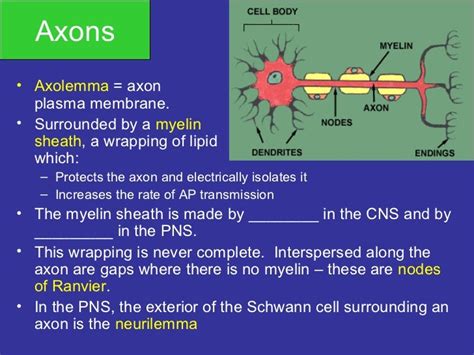 The nervous system