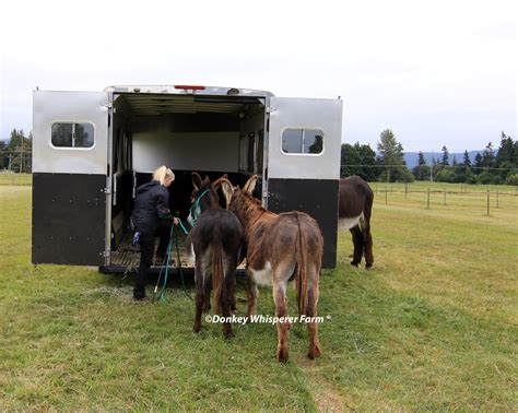 Donkey Training Trailer Loading - Donkey Whisperer Farm