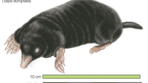 European mole | mammal | Britannica