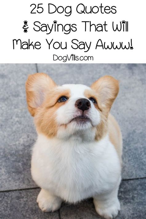 Tổng hợp cute dogs quotes thú cưng lý tưởng cho mọi gia đình