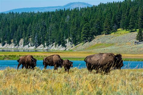 Bison on the Move, Yellowstone National Park, Wyoming [OC] [6000x4000] : r/AnimalPorn