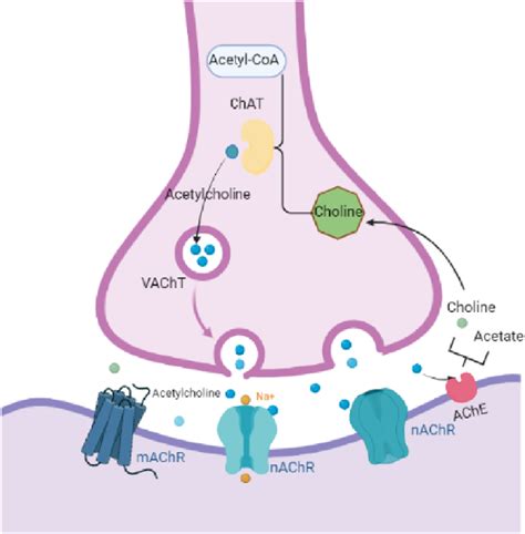 Acetylcholine Synthesis Pathway