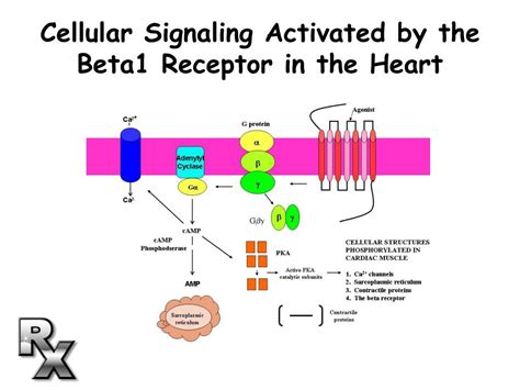 PPT - THE PHARMACOLOGY OF ADRENERGIC RECEPTORS PowerPoint Presentation ...