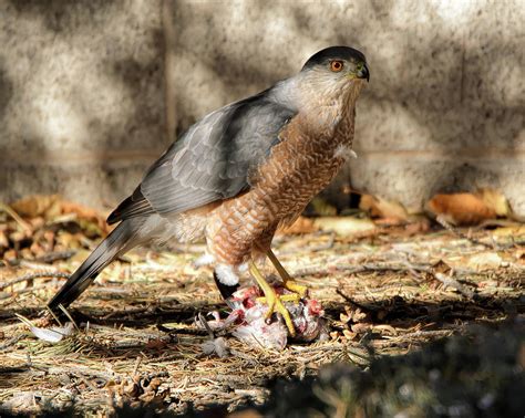 Hawk With Prey Photograph by Lonnie Wooten