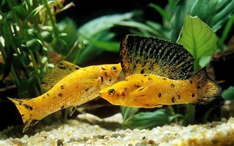 Assorted Sailfin Molly - Pair (7-8 CM) - Universal Aquatics | Tropical and Pond Fish, Aquariums ...