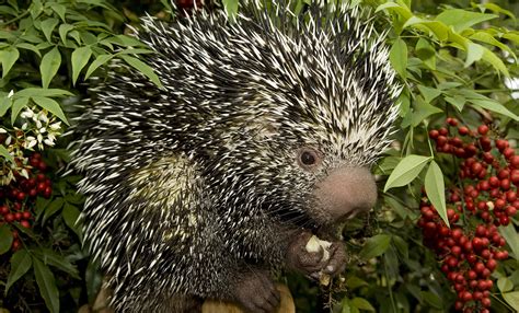 Prehensile-tailed porcupine | Smithsonian's National Zoo and ...