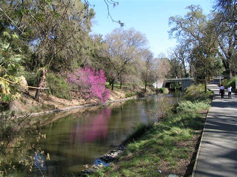 Blooming Redbud Tree in UC Davis Arboretum